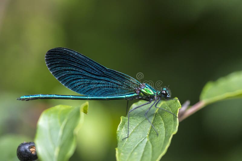 Bella demoiselle calopteryx virgo dragonfly descansando foto de archivo