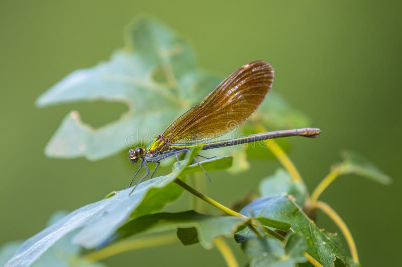 Bella demoiselle calopteryx virgo dragonfly descansando imagen de archivo libre de regalías