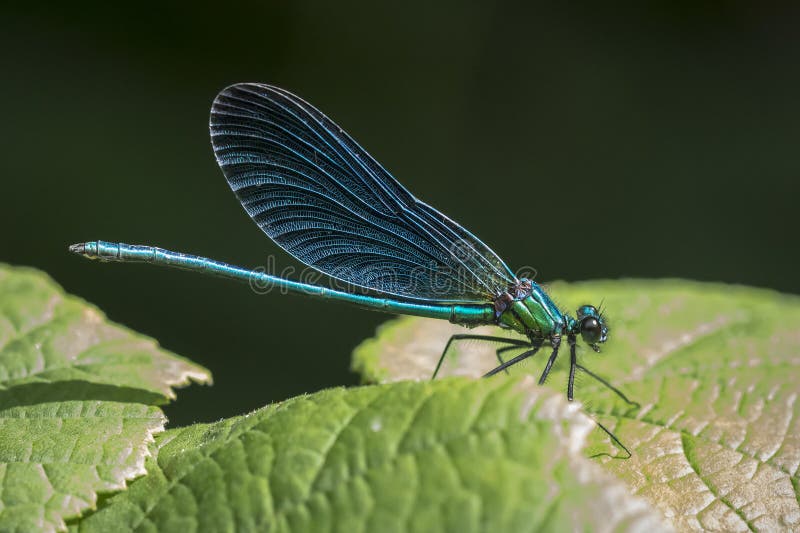 Bella demoiselle calopteryx virgo dragonfly descansando fotografía de archivo libre de regalías
