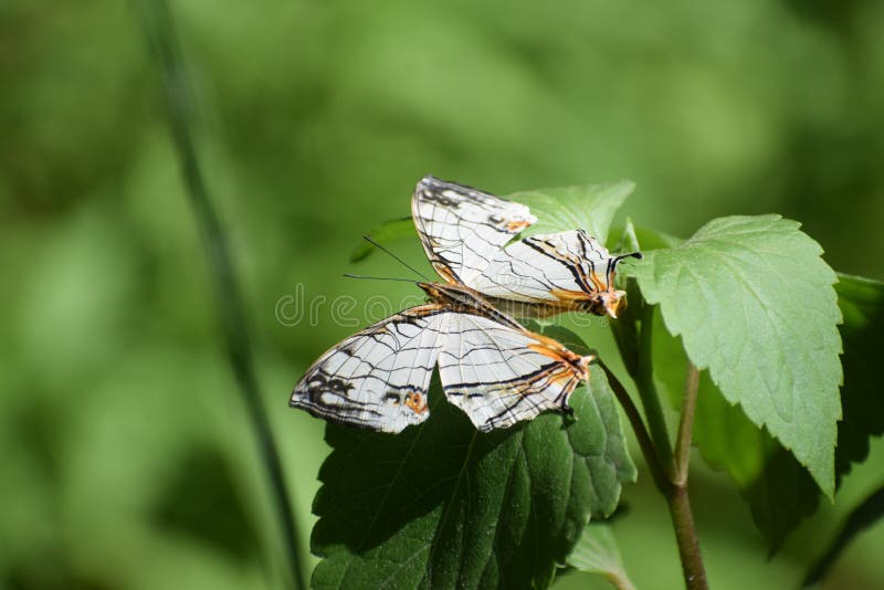 Bella farfalla comune di thyodamas di cyrestis della mappa fotografia stock Bella farfalla comune di thyodamas di cyrestis della mappa fotografia stock