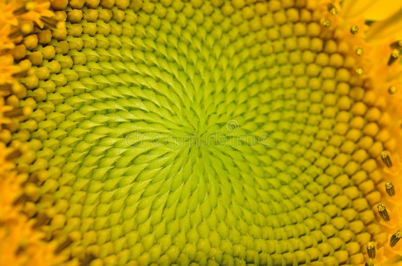 Bella fine calda del girasole immagine stock Bella fine calda del girasole immagine stock