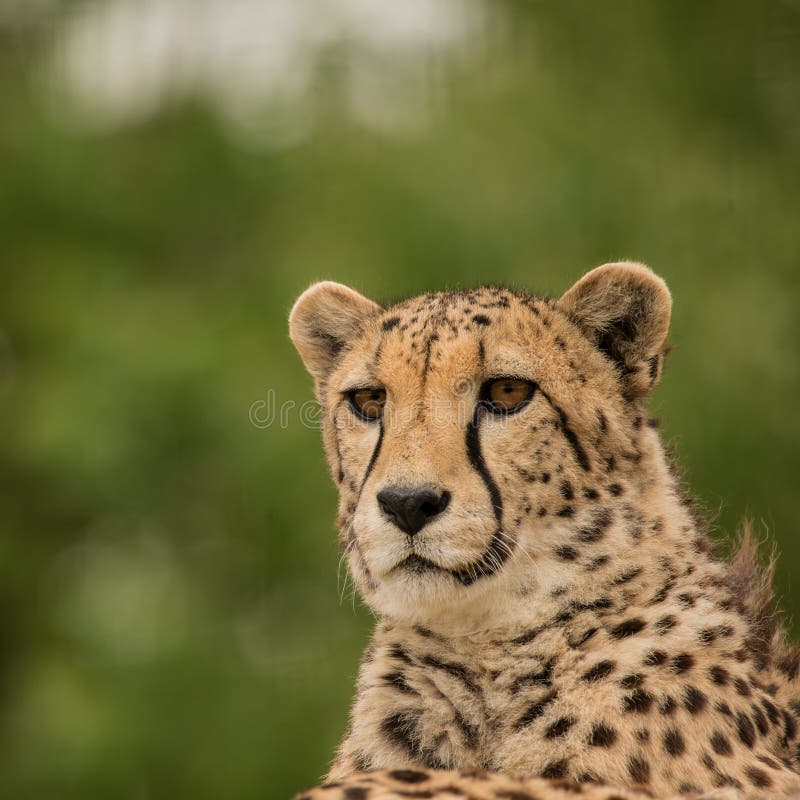 Bella fine sul ritratto dell'acinonyx Jubatus del ghepardo a colori immagini stock Bella fine sul ritratto dell'acinonyx Jubatus del ghepardo a colori immagini stock