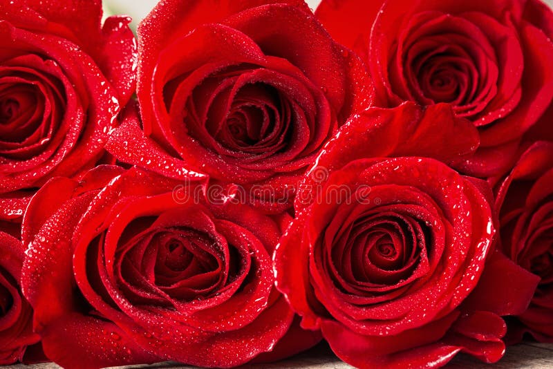 Bella fine sulla rosa rossa con le gocce di acqua immagini stock Bella fine sulla rosa rossa con le gocce di acqua immagini stock