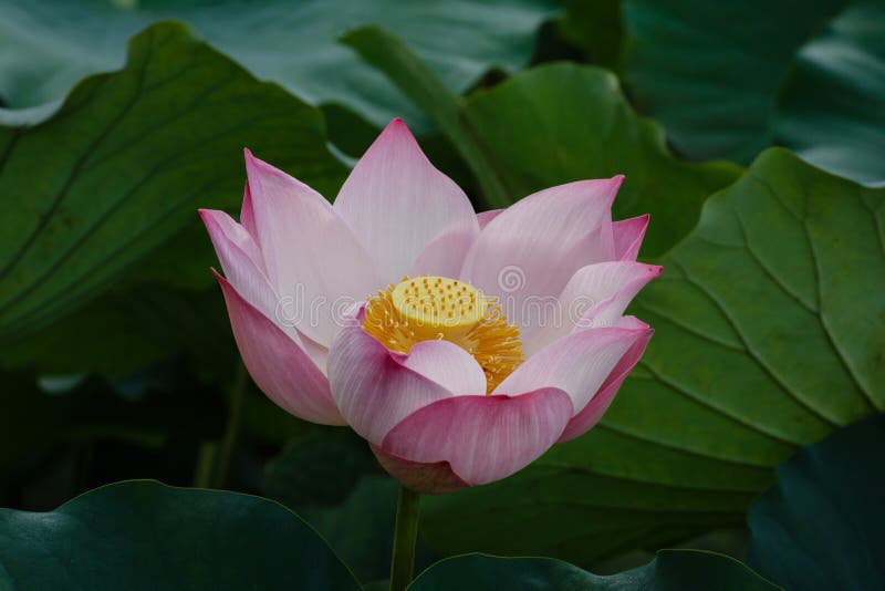 Bella fioritura del fiore di Lotus fotografia stock libera da diritti Bella fioritura del fiore di Lotus fotografia stock libera da diritti