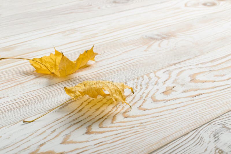 Bella foglia di acero asciutta su fondo di legno bianco immagine stock Bella foglia di acero asciutta su fondo di legno bianco immagine stock