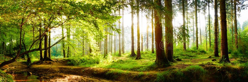 Bella foresta con luce solare luminosa nei precedenti