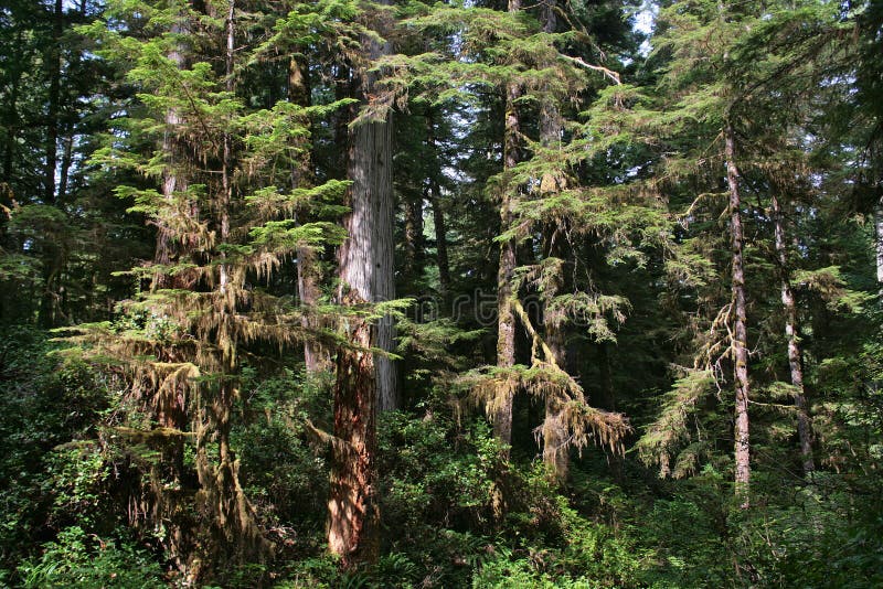 Bella foresta pluviale in Columbia Britannica, Canada fotografia stock Bella foresta pluviale in Columbia Britannica, Canada fotografia stock