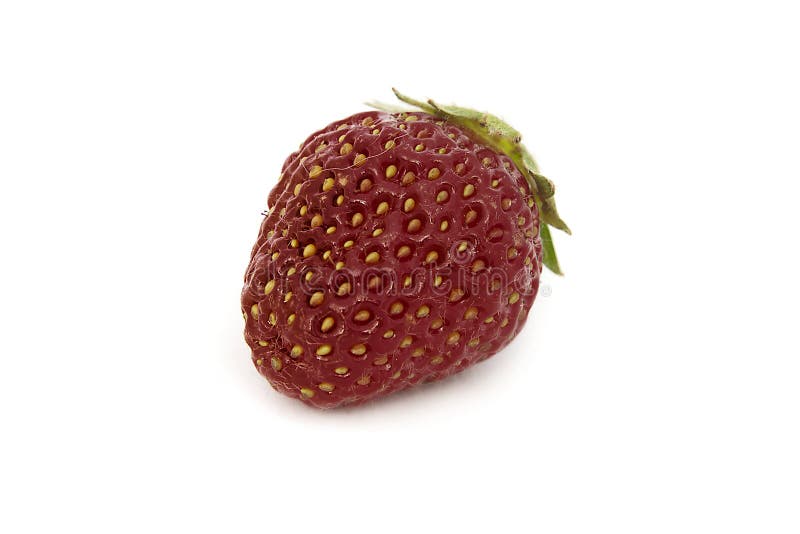 Bella, fragola luminosa matura e grande sui precedenti isolati Lillà dell'isolato, fragola porpora fotografie stock Bella, fragola luminosa matura e grande sui precedenti isolati Lillà dell'isolato, fragola porpora fotografie stock