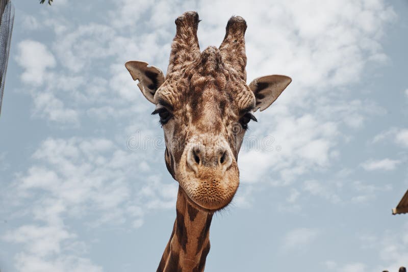 Bella Giraffe Staring at the Photographer`s Camera Stock Photo - Image
