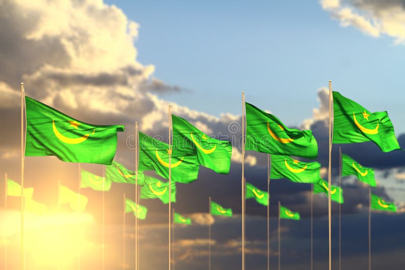 Bella illustrazione della bandiera 3d di festa nazionale - molte bandiere della Mauritania sul tramonto disposto nella fila con i illustrazione vettoriale Bella illustrazione della bandiera 3d di festa nazionale - molte bandiere della Mauritania sul tramonto disposto nella fila con i illustrazione vettoriale