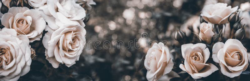 Fine art image of beautiful pastel roses in garden. Valentine and bridal vintage card design. Artistic floral bouquet wallpaper background. Fine art image of beautiful pastel roses in garden. Valentine and bridal vintage card design. Artistic floral bouquet wallpaper background