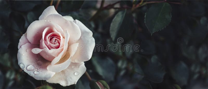 Fine art image of beautiful pastel roses in dark garden. Valentine and bridal vintage card design. Artistic floral bouquet wallpaper background. Fine art image of beautiful pastel roses in dark garden. Valentine and bridal vintage card design. Artistic floral bouquet wallpaper background