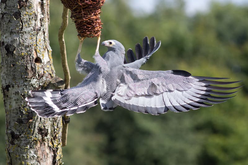 Bella immagine della fauna selvatica di una rapace africana del falco del predatore immagini stock libere da diritti