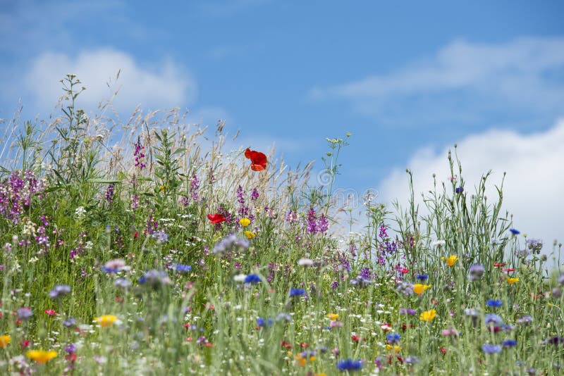 Bella immagine vibrante del paesaggio del prato del wildflower di estate