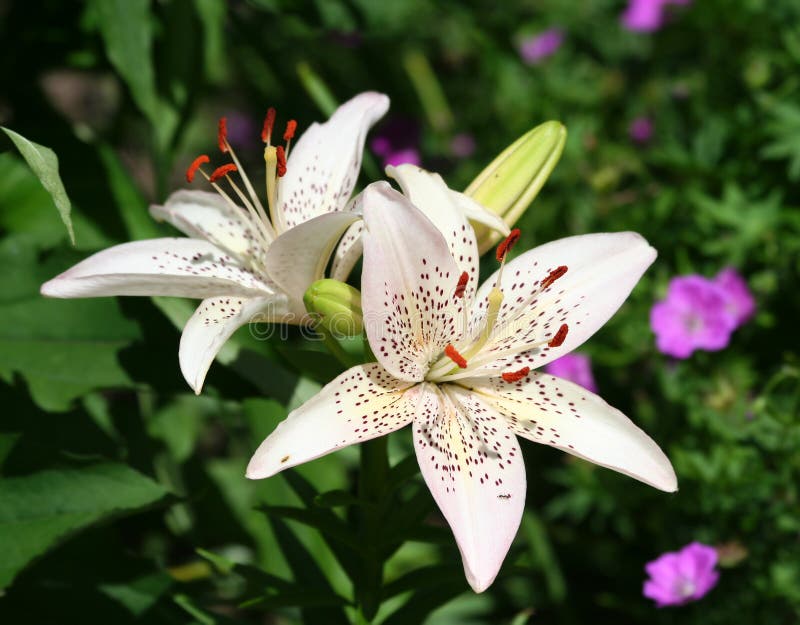 Bella Lily Flowers asiatica immagine stock Bella Lily Flowers asiatica immagine stock