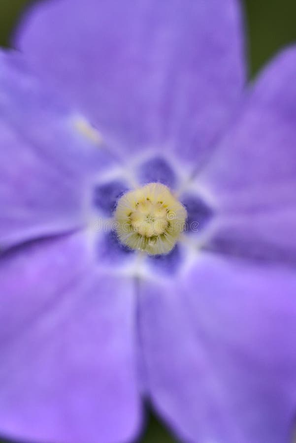 Bella macro vista di stigma giallo chiaro di pervinca comune blu vinca apocynaceae fiore utilizzato nella terapia cromo fotografie stock libere da diritti