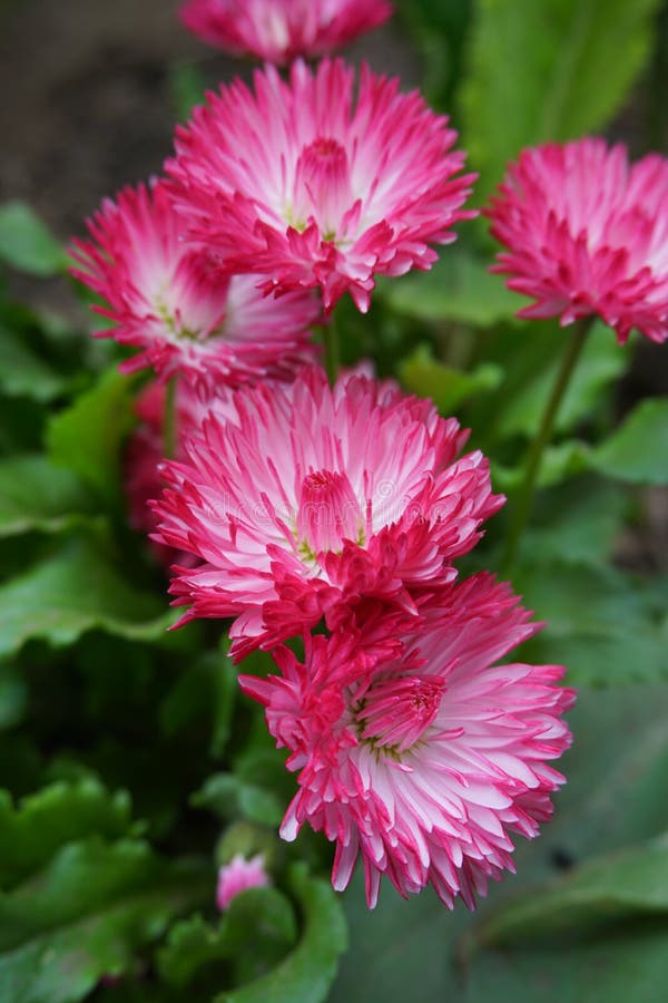 Fiori Rosa Della Margherita Di Perennis Del Bellis Fotografia Stock - Immagine di giardino, erba ...