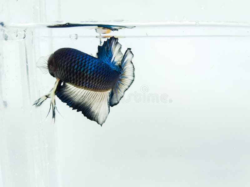 Bella mezzaluna blu e pesce giallo dorato di betta del plakad con le alette lanuginose isolate fotografia stock Bella mezzaluna blu e pesce giallo dorato di betta del plakad con le alette lanuginose isolate fotografia stock