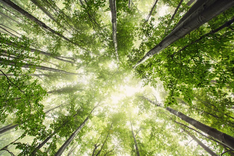 Bella natura alla mattina nella foresta nebbiosa della molla con il sole fotografia stock