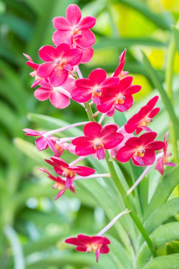 Bella orchidea rossa, Ascocenda fotografie stock Bella orchidea rossa, Ascocenda fotografie stock