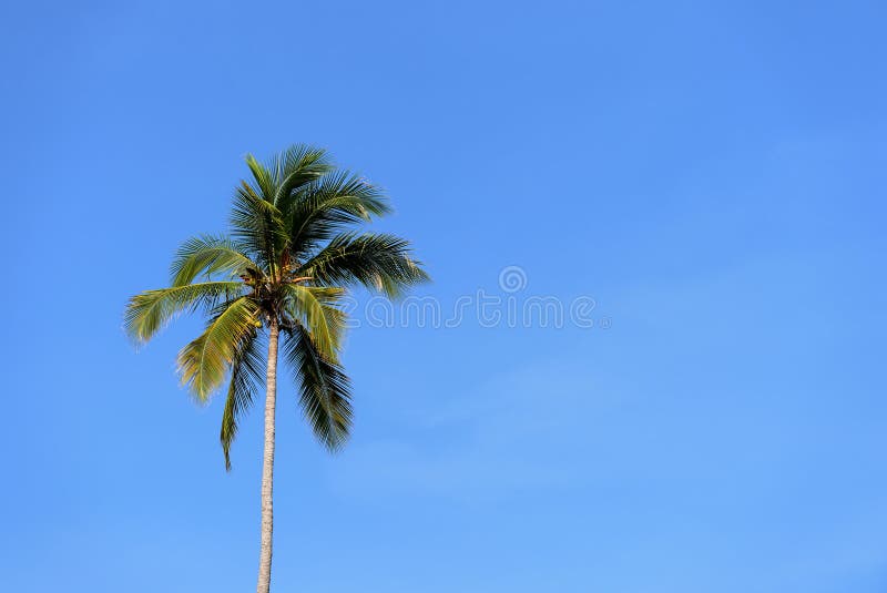 Bella palma contro il cielo blu un chiaro giorno fotografia stock Bella palma contro il cielo blu un chiaro giorno fotografia stock