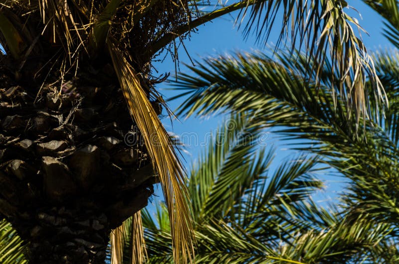 Bella palma di diffusione, simbolo esotico delle piante delle feste, fotografia stock libera da diritti Bella palma di diffusione, simbolo esotico delle piante delle feste, fotografia stock libera da diritti