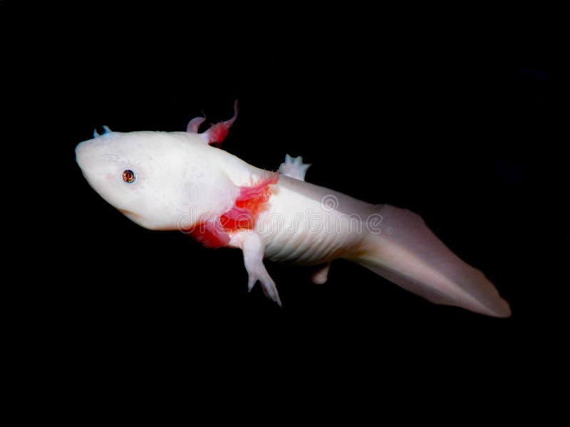 Bella pesce dell'acquario/pianta/axolotl amfibio