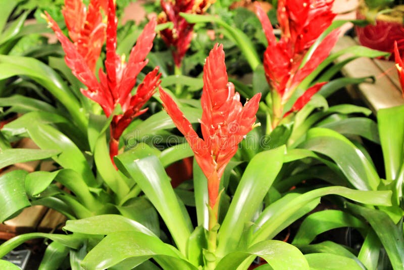 Bella pianta di Vriesea Carinata nel giardino immagine stock Bella pianta di Vriesea Carinata nel giardino immagine stock