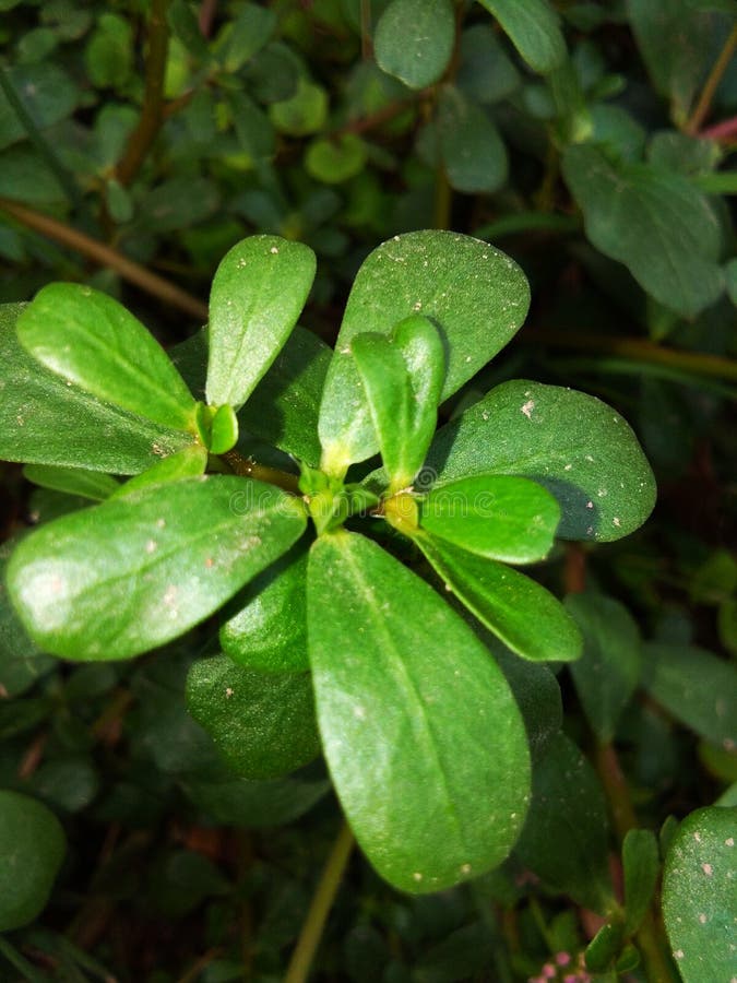 Bella piccola pianta verde e brillante fotografia stock libera da diritti Bella piccola pianta verde e brillante fotografia stock libera da diritti