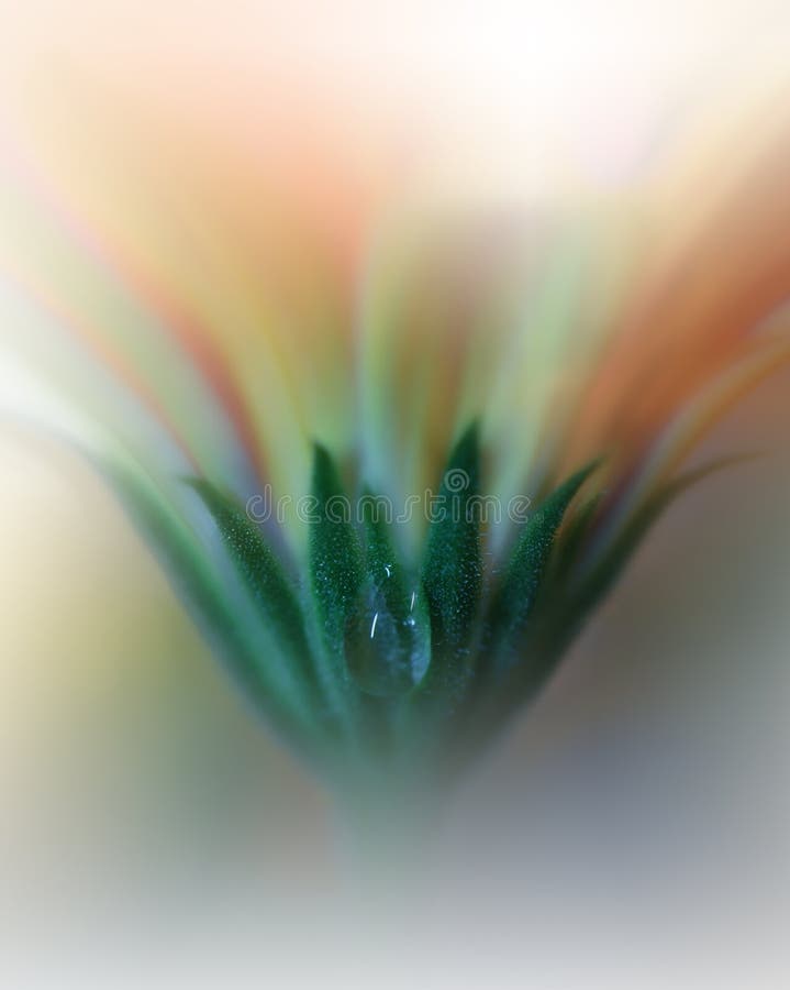 Bella priorità bassa della natura Carta da parati artistica astratta Fotografia di arte Piovuto appena sopra Goccia di acqua Pian immagine stock libera da diritti Bella priorità bassa della natura Carta da parati artistica astratta Fotografia di arte Piovuto appena sopra Goccia di acqua Pian immagine stock libera da diritti