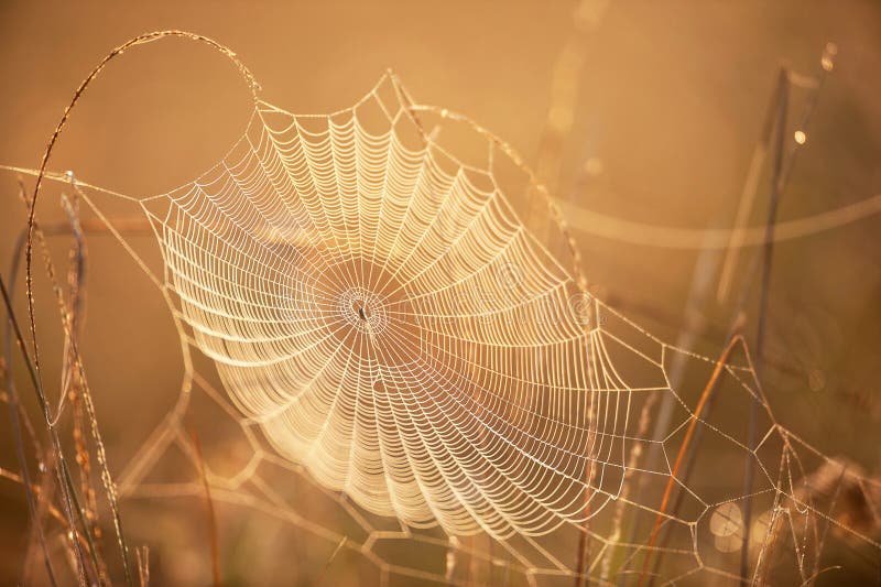 Bella ragnatela con rugiada sulla mattina di inverno, sull'alba dorata brillanti sulla ragnatela e sull'erba selvatica, trasparen fotografia stock Bella ragnatela con rugiada sulla mattina di inverno, sull'alba dorata brillanti sulla ragnatela e sull'erba selvatica, trasparen fotografia stock