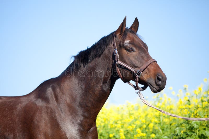 Bella retrato de caballo en verano con campo amarillo y cielo azul foto de archivo libre de regalías Bella retrato de caballo en verano con campo amarillo y cielo azul foto de archivo libre de regalías
