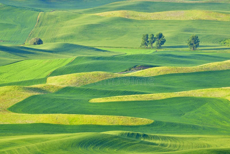 Bella Rolling Hills nel Palouse, Washington fotografie stock Bella Rolling Hills nel Palouse, Washington fotografie stock