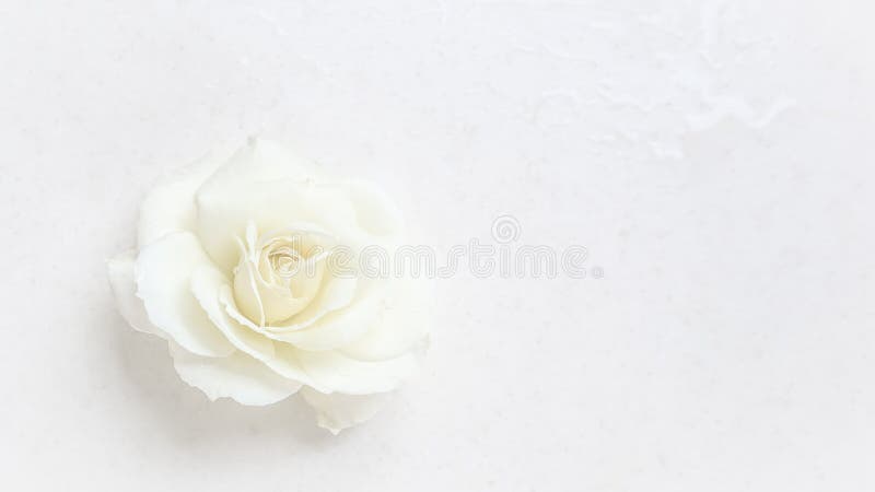 Bella rosa bianca su fondo bianco Ideale per biglietti d'auguri per il matrimonio, il compleanno, San Valentino, la festa della m fotografie stock libere da diritti Bella rosa bianca su fondo bianco Ideale per biglietti d'auguri per il matrimonio, il compleanno, San Valentino, la festa della m fotografie stock libere da diritti