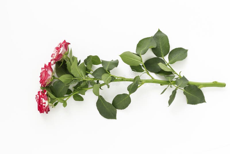 Bella rosa con tre fiori su fondo bianco fotografia stock libera da diritti Bella rosa con tre fiori su fondo bianco fotografia stock libera da diritti
