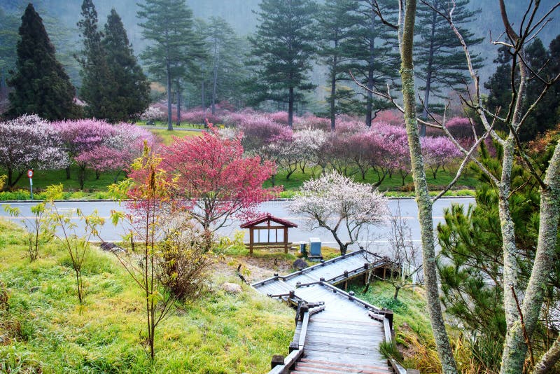 Bella Sakura Garden nell'azienda agricola Taiwan di Wuling fotografie stock