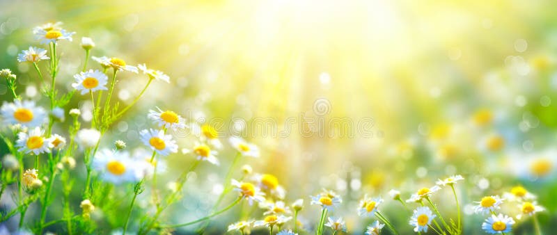 Bella scena della natura con le camomille di fioritura fotografia stock Bella scena della natura con le camomille di fioritura fotografia stock