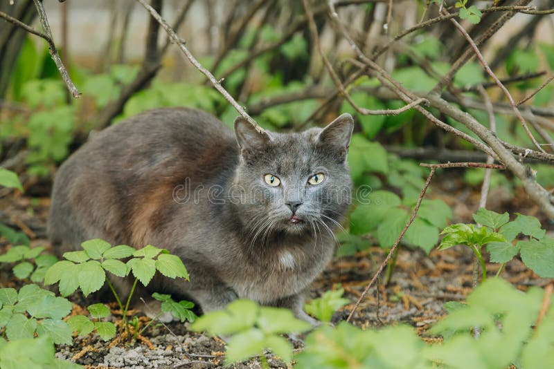 Bella seduta grigia del gatto all'aperto di estate fotografia stock libera da diritti Bella seduta grigia del gatto all'aperto di estate fotografia stock libera da diritti