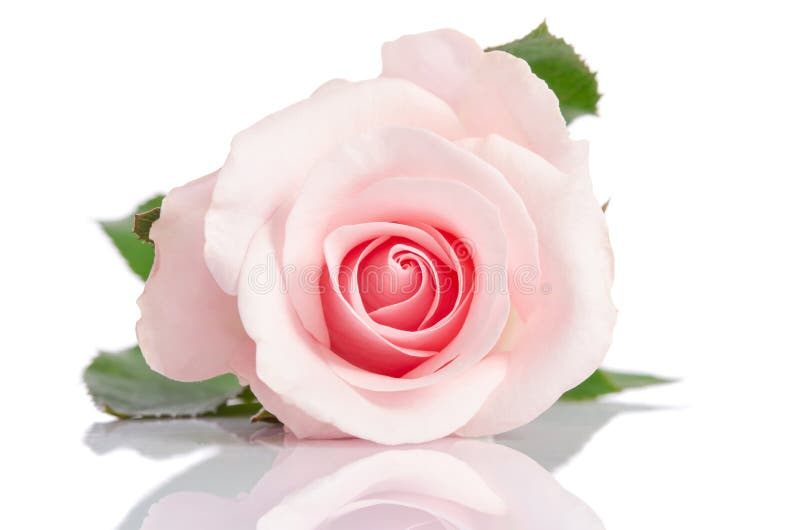 Bella singola rosa di rosa su un fondo bianco fotografie stock libere da diritti
