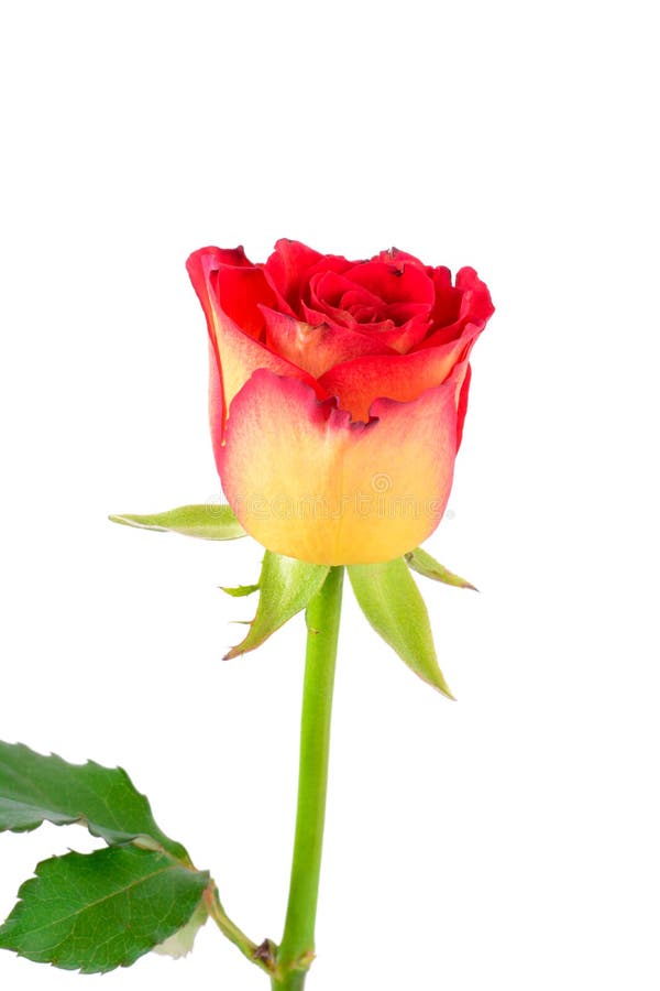 Bella singola rosa rossa gialla immagini stock libere da diritti