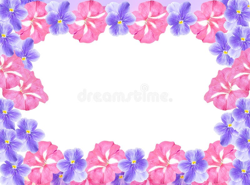 Bella struttura del fiore Rosa e fiori blu della petunia e della viola fotografia stock libera da diritti Bella struttura del fiore Rosa e fiori blu della petunia e della viola fotografia stock libera da diritti