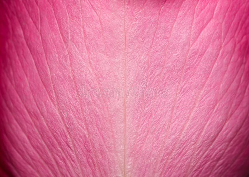Bella struttura tenera del petalo rosa Fine rosa del petalo rosa su Macro foto di struttura naturale del petalo rosa
