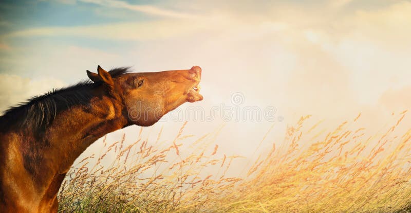 Bella testa di cavallo del cavallo sorridente sul fondo dell'erba e del cielo del campo di autunno o di estate immagine stock libera da diritti Bella testa di cavallo del cavallo sorridente sul fondo dell'erba e del cielo del campo di autunno o di estate immagine stock libera da diritti