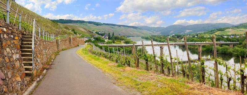 Bella vista alle vigne al fiume di Mosella immagine stock Bella vista alle vigne al fiume di Mosella immagine stock