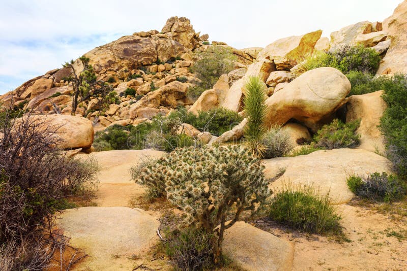 Bella vista del paesaggio dei massi, alberi, cactus dalla traccia di escursione in Joshua Tree National Park, California, U.S.A. fotografia stock Bella vista del paesaggio dei massi, alberi, cactus dalla traccia di escursione in Joshua Tree National Park, California, U.S.A. fotografia stock