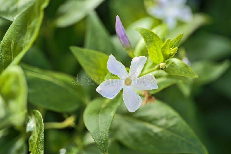 Bella vista di chiusura dei fiori bianchi comuni di periwinkle vinca apocynaceae utilizzati nella terapia cromo per ridurre rabbia immagini stock libere da diritti