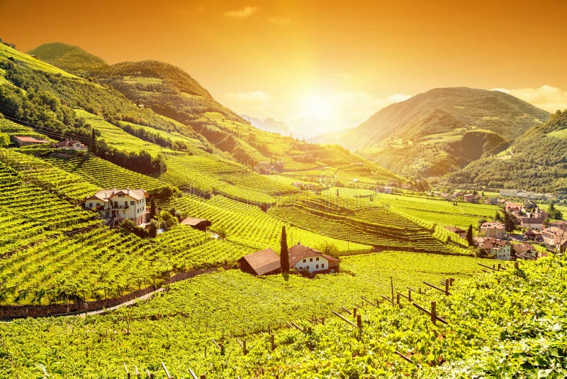 Bella vista di tramonto sopra una vigna in Italia immagini stock libere da diritti Bella vista di tramonto sopra una vigna in Italia immagini stock libere da diritti