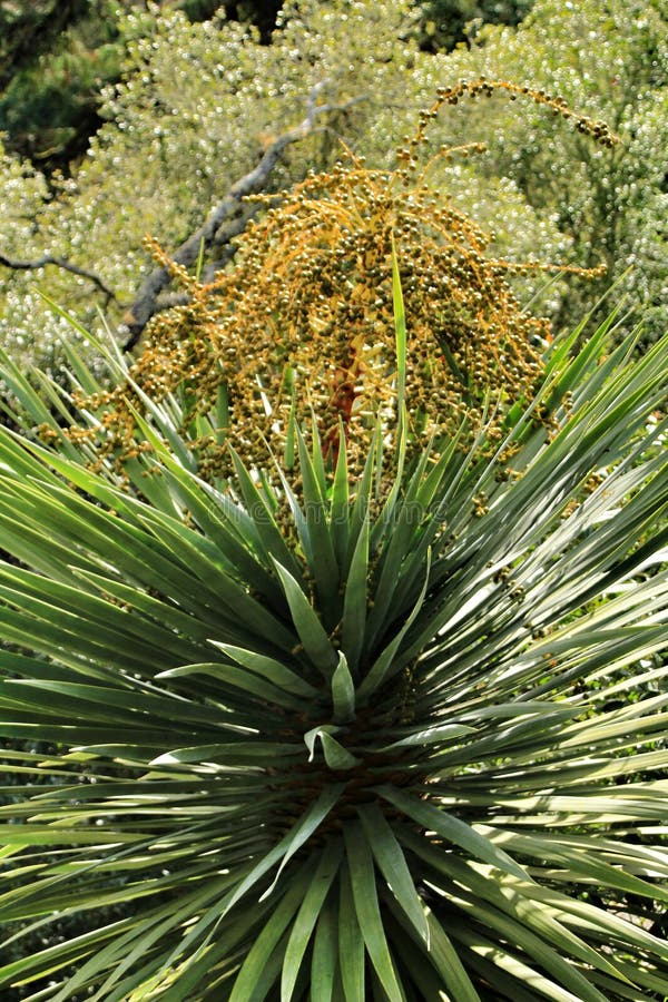 Bella yucca nel giardino immagine stock Bella yucca nel giardino immagine stock