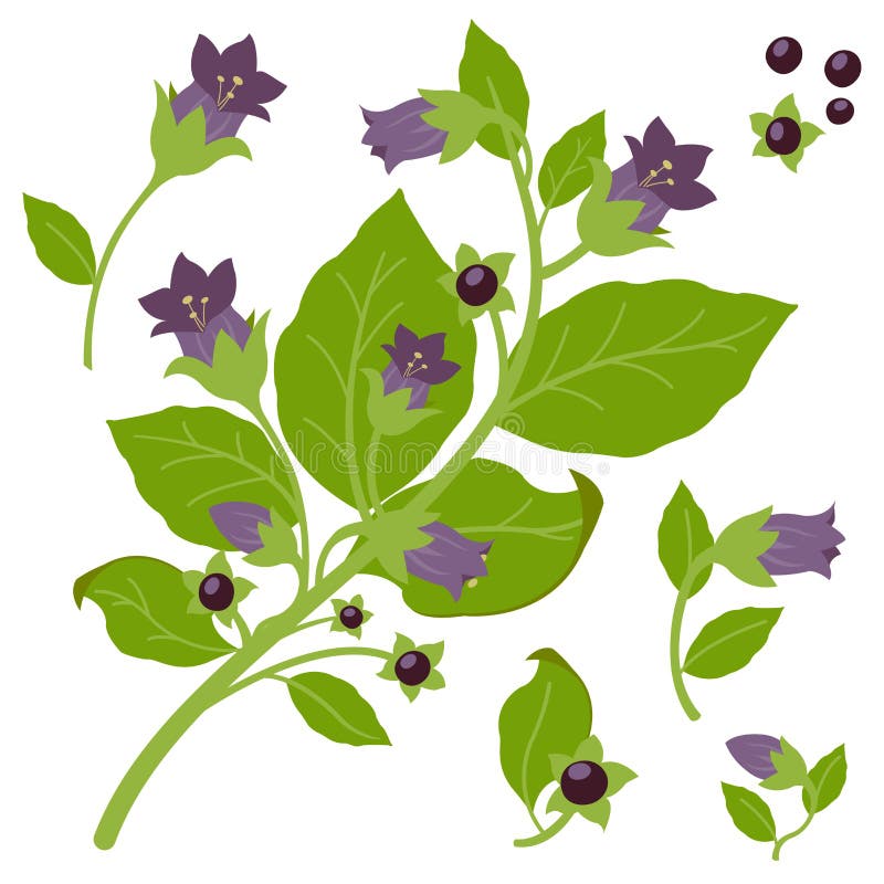Belladonna plant stock illustration Belladonna plant stock illustration