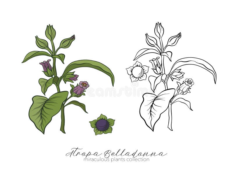 Belladonnaväxtuppsättning Kulör och för översiktsuppsättningmateriel för vektor illus royaltyfri illustrationer Belladonnaväxtuppsättning Kulör och för översiktsuppsättningmateriel för vektor illus royaltyfri illustrationer